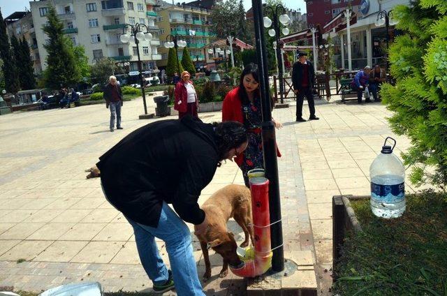 Fatsa Sokak Hayvanlarına Sahip Çıkıyor