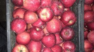 Senirkent’te Afrin’deki Mehmetçik İçin ‘1 Kasa Elma Kampanyası’