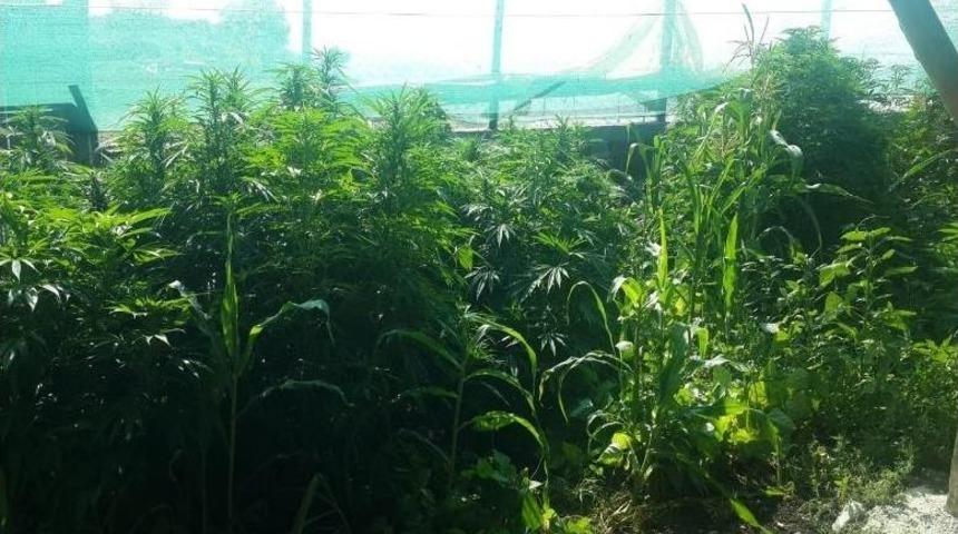 Ahırda Kenevir Eken &Ccedil;obana Jandarmadan Su&ccedil;&uuml;st&uuml;