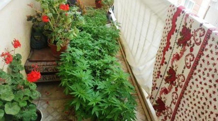 Balkondaki Saksılarda Bin 920 K&ouml;k Kenevir Ele Ge&ccedil;irildi