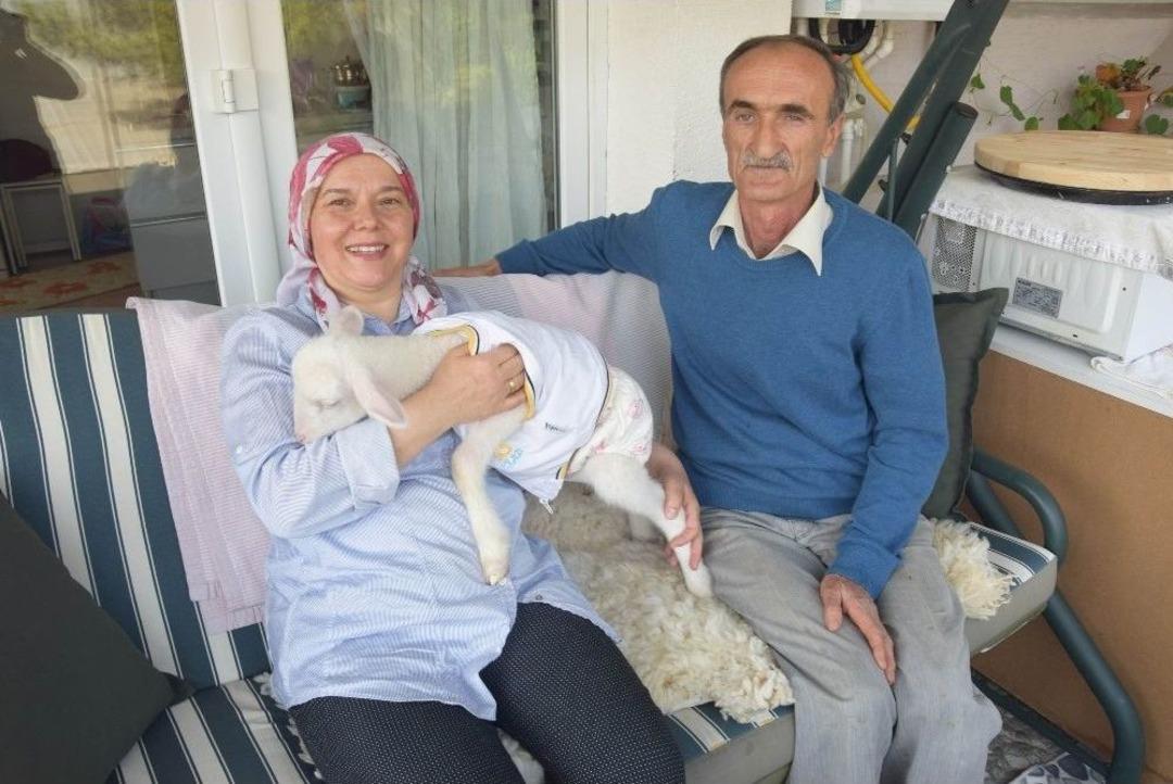 &rsquo;garip&rsquo; Adlı Kuzu &Ccedil;ocukları Gibi Oldu