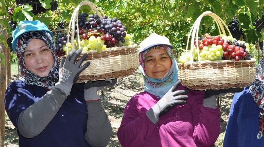 &Uuml;z&uuml;mde İhracat Erken Başlıyor