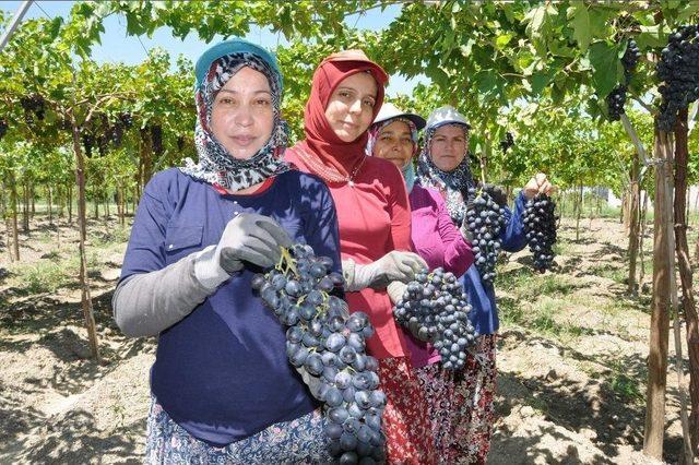 Üzümde İhracat Erken Başlıyor 1
