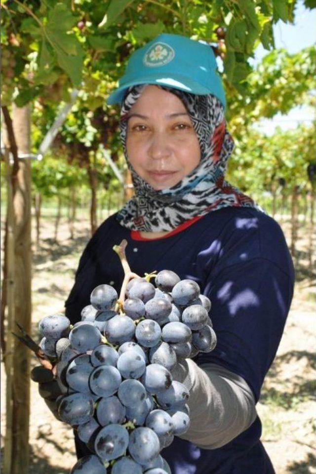 Üzümde İhracat Erken Başlıyor 2