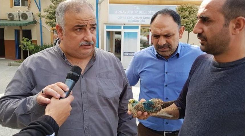 Arnavutk&ouml;y&rsquo;de Yaralı Şahin&rsquo;in Yardımına Belediye Ekipleri Koştu