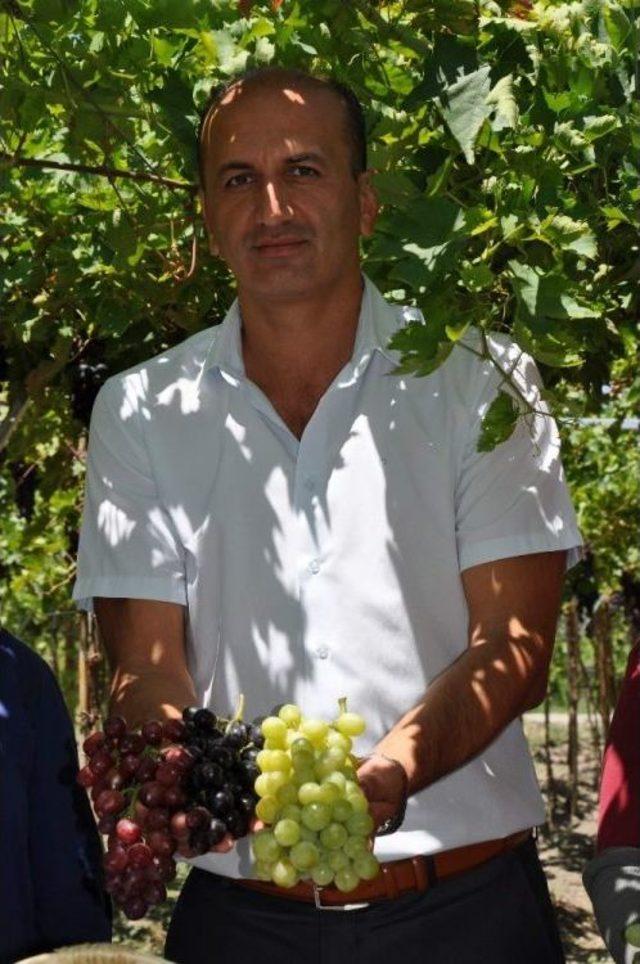 Üzümde İhracat Erken Başlıyor 3