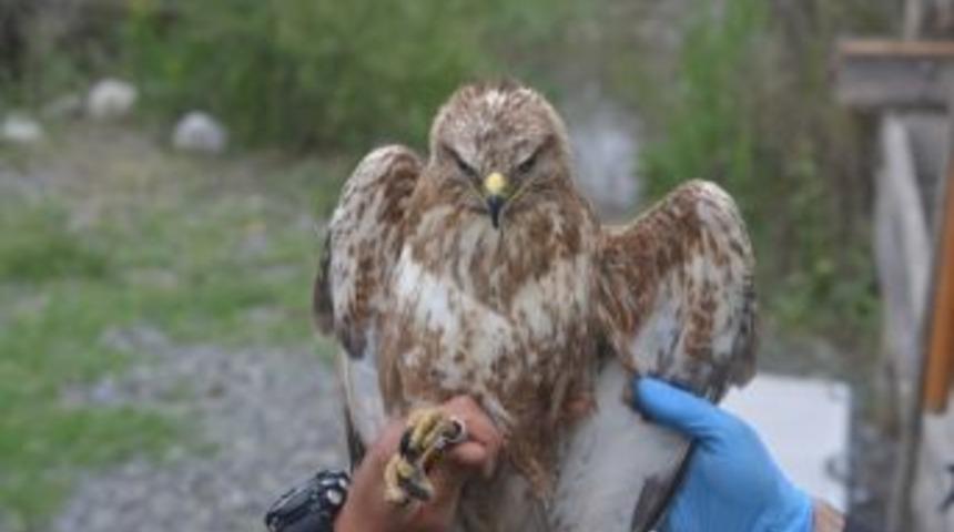 Şahin Yırtıcısı Doğaya Salındı
