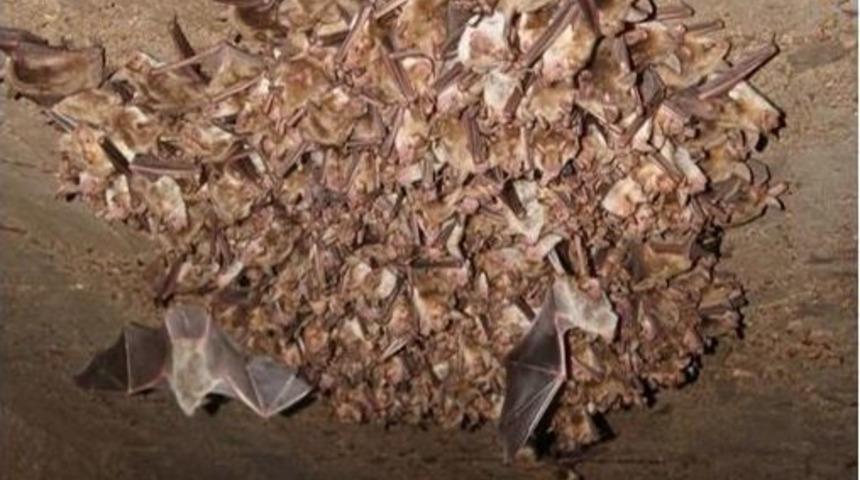 &Ouml;ğ&uuml;n&ccedil;: "mağaralarda Yarasa Kozası Arayanlar Ekosisteme Zarar Veriyor"