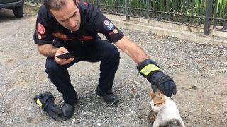 Hayvan Dostu Belediyecilik