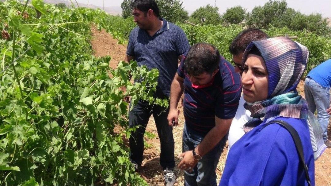 Gerc&uuml;ş&rsquo;te &Ccedil;ift&ccedil;ilere Eğitim