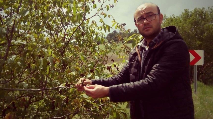 Keles&rsquo;te Kırağı Ceviz Ve Meyvelere Zarar Verdi