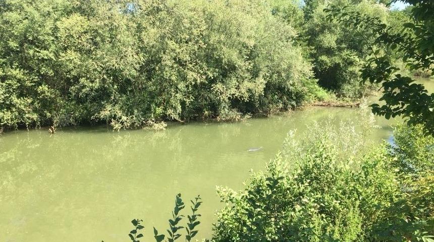 Denize Y&ouml;nlendirilen Yunus Balığı Yeniden Irmağa Girdi
