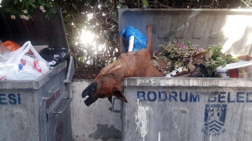 &Ouml;ld&uuml;r&uuml;l&uuml;p &Ccedil;&ouml;pe Atılan K&ouml;pekler Bodrum&rsquo;u Ayağa Kaldırdı