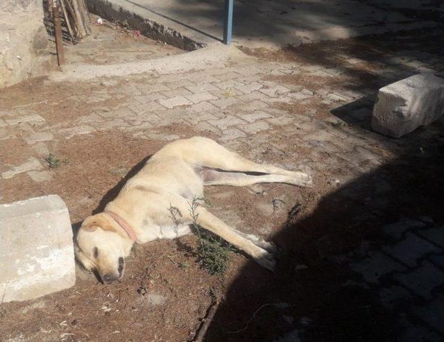 Öldürülüp Çöpe Atılan Köpekler Bodrum’u Ayağa Kaldırdı