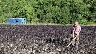 (özel) Mor Reyhan Üreticinin Yüzünü Güldürüyor