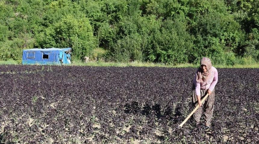 (özel) Mor Reyhan Üreticinin Yüzünü Güldürüyor