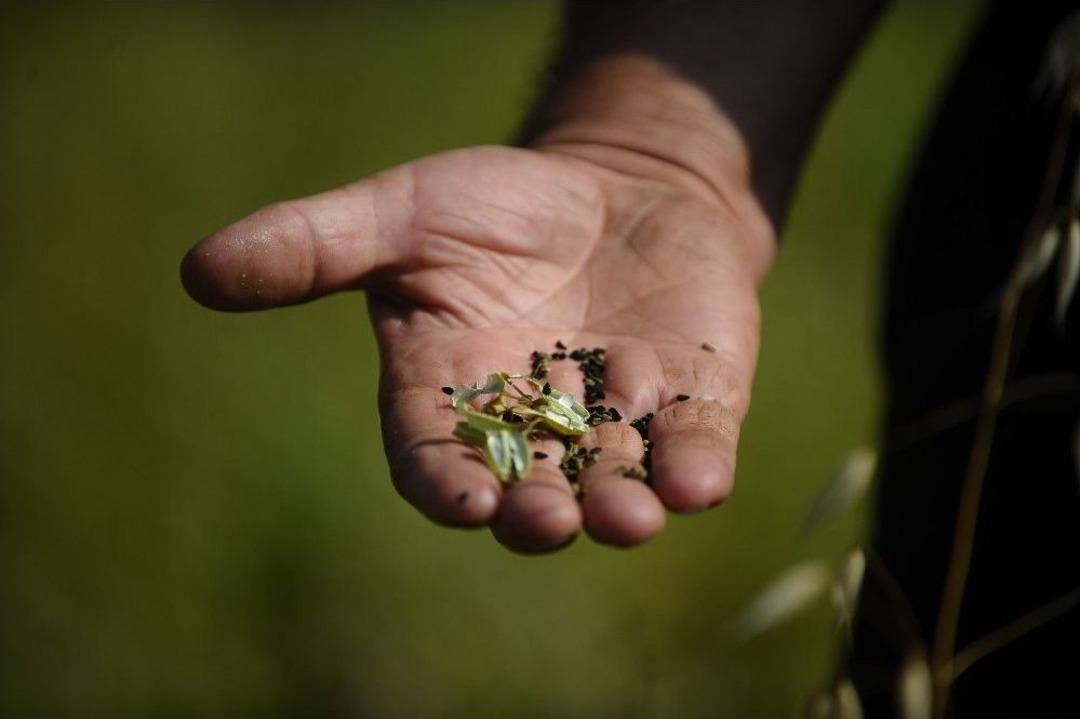 D&uuml;nyanın Sayılı Kalitedeki &Ccedil;&ouml;rek Otu Bursa&rsquo;da &Uuml;retiliyor