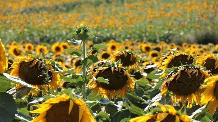 "bu Kadar Bol Ay&ccedil;i&ccedil;eğini İlk Kez G&ouml;rd&uuml;k"