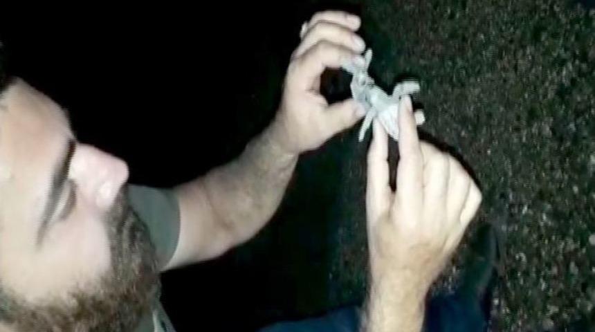 Yolunu Kaybeden Yavru Caretta Carettalara Yardım Eli