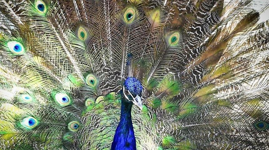 Sincan Evcil Hayvanlar Parkında Geyikler Yavruladı