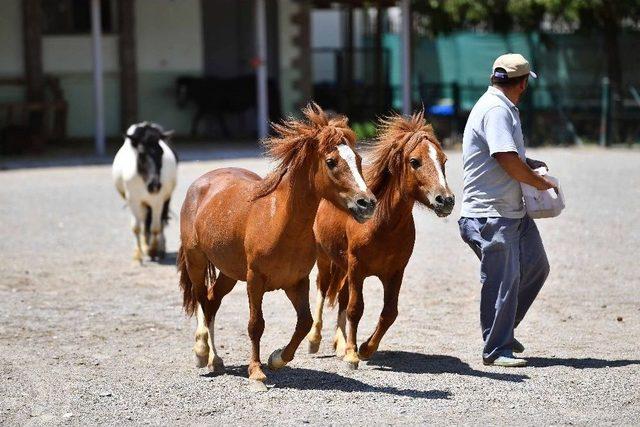 Sincan Evcil Hayvanlar Parkında Geyikler Yavruladı