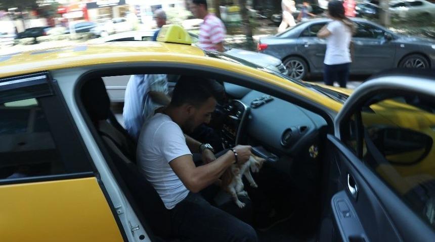 4. Kattan D&uuml;şen Yavru Kediyi Kurtarmak İ&ccedil;in Zamanla Yarıştı