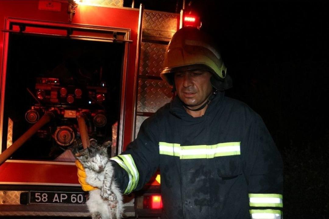 Yavru Kedilerin &Ccedil;ığlıklarına Dayanamadılar