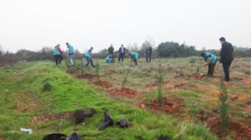 Ayvalık’ta Mahkumlar Ağaç Dikti