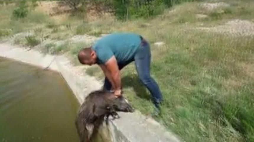 Sulama Kanalına D&uuml;şen 7 Domuzu Elleri İle Kurtardı