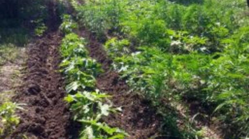 Kenevirleri Bamya Sanmış