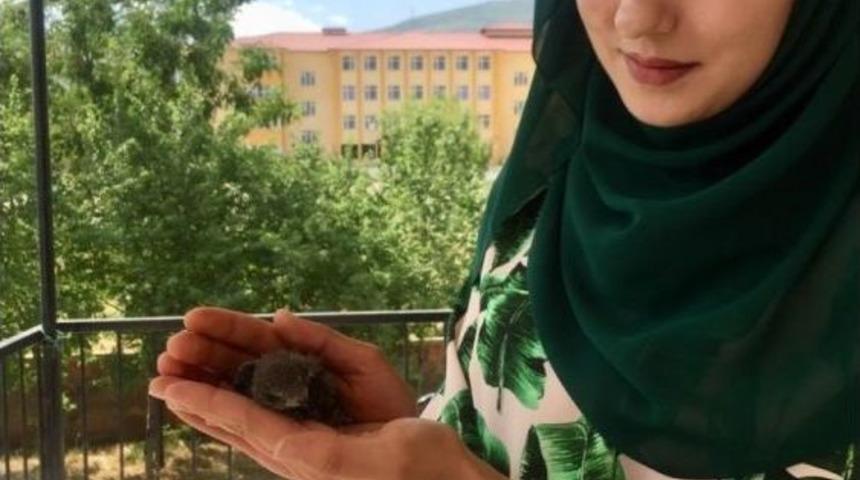 Yavru Ebabil Kuşlarına Anne Şefkati