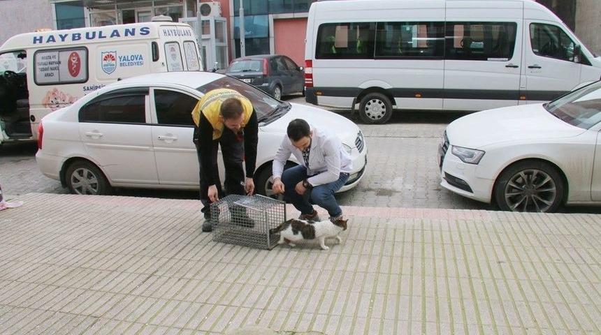 Depoda 3 Hafta Mahsur Kalan Kedi Doğal Ortamına Bırakıldı