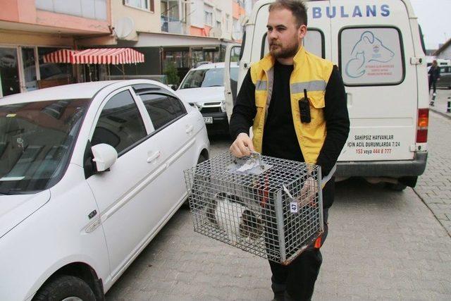 Depoda 3 Hafta Mahsur Kalan Kedi Doğal Ortamına Bırakıldı