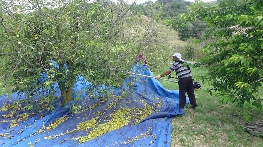 Vişnede &Uuml;retici Değil, İş&ccedil;i Kazanıyor