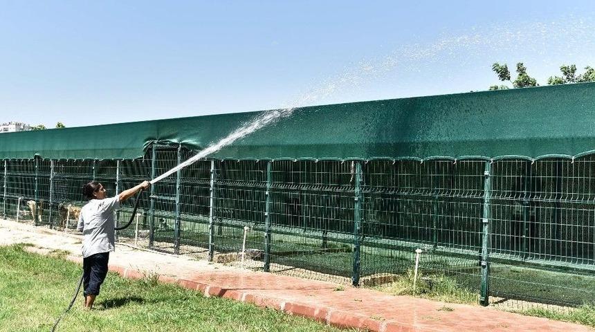 D&ouml;rt Ayaklı Dostlara Sulu Serinlik