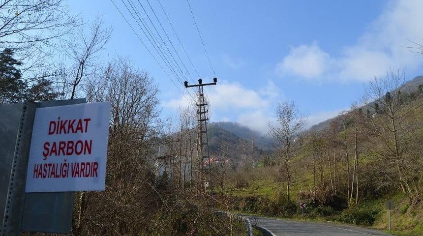 Trabzon&rsquo;da Şarbon Tehlikesi Nedeniyle Bir Mahalle Daha Karantinaya Alındı