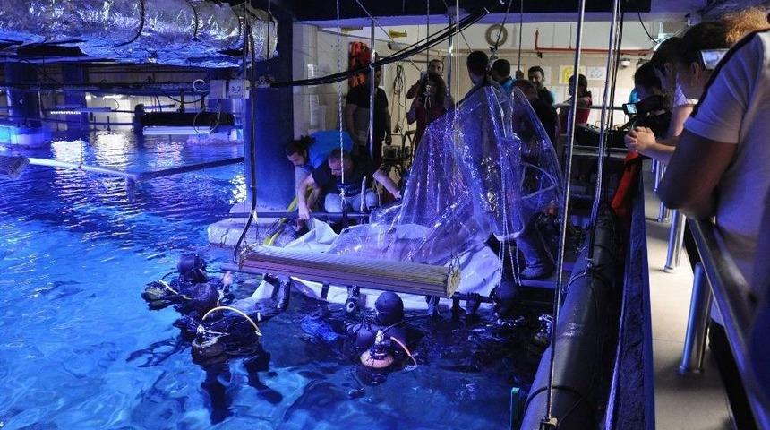 Akvaryumdaki 2 Metrelik K&ouml;pek Balığı Bayıltılarak Muayene Edildi