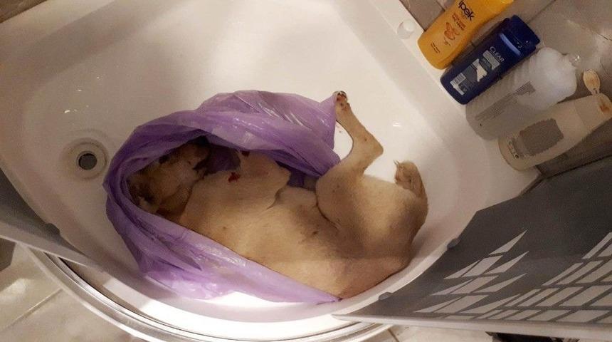 Milas&rsquo;ta Vahşet