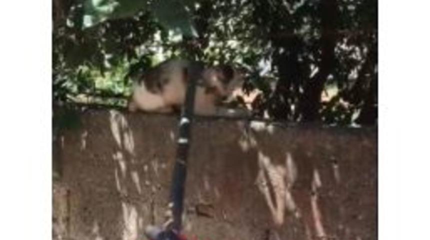 Dikenli Tellere Takılan Kediyi İtfaiye Kurtardı