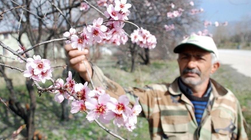 Tokat&rsquo;ta Kış Mevsiminde Meyve Ağa&ccedil;ları &Ccedil;i&ccedil;ek A&ccedil;tı