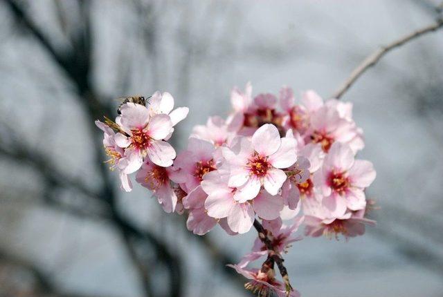 Tokat’ta Kış Mevsiminde Meyve Ağaçları Çiçek Açtı
