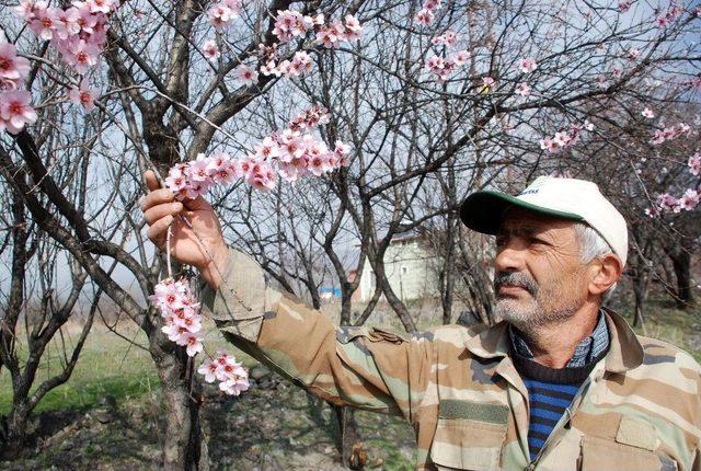 Tokat’ta Kış Mevsiminde Meyve Ağaçları Çiçek Açtı