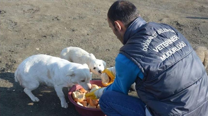 Doğubayazıt&rsquo;ta Bayat Ekmekler Sokak Hayvanlarına Veriliyor