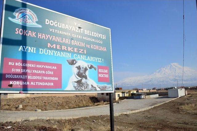 Doğubayazıt&rsquo;ta Bayat Ekmekler Sokak Hayvanlarına Veriliyor 2