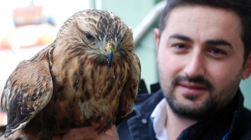 Gece Bah&ccedil;esindeki Hayvanı Tavuk Sandı, Şahin &Ccedil;ıktı