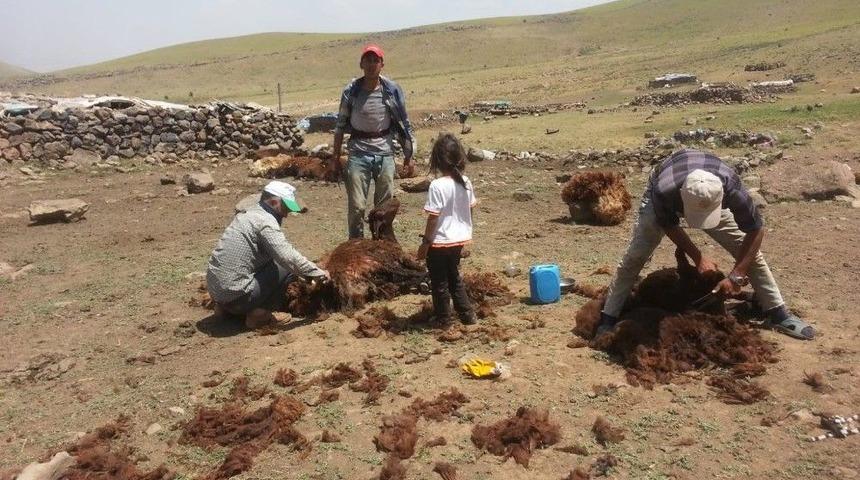 Bulanık&rsquo;ta Koyun Kırpma Sezonu Başladı