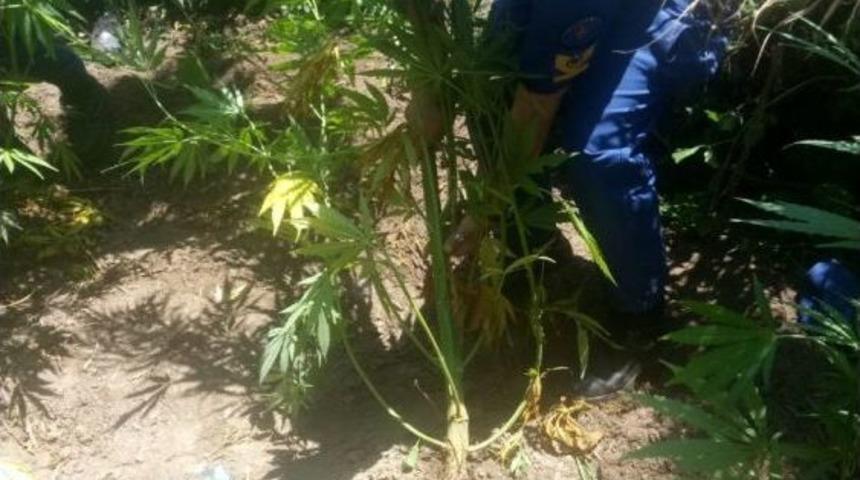 7 Su&ccedil;tan Aranan Zanlı Ormanda Kenevir Yetiştirirken Yakalandı