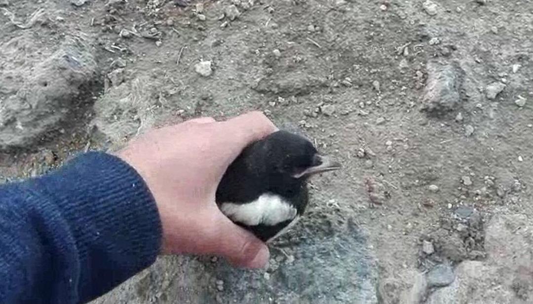 Ağrı&rsquo;da Bir Vatandaş Canını Hi&ccedil;e Sayıp Yavru Kuşu Elektrik Direğindeki Yuvasına Bıraktı