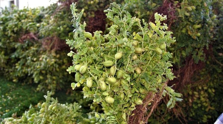 Bağı 2 Liradan Satılan Yeşil Nohuta Talep Yoğun