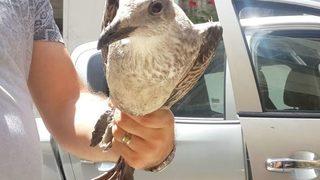 (özel) Kedi Ve Köpekler Parçalayacaktı, Mahalleli Kurtardı